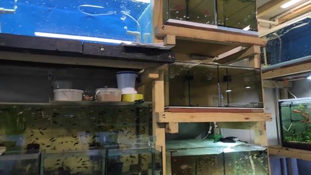 Продал 560 рыб и новый свет на разводне. смотреть онлайн