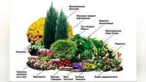 Миксбордеры для сада / 50 схем миксбордеров с названиями растений/Красивые цветники/ Стильные клумб