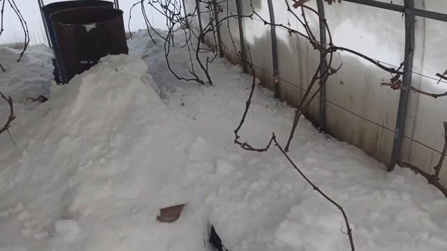 Проверка укрытия винограда в условиях морозов смотреть онлайн