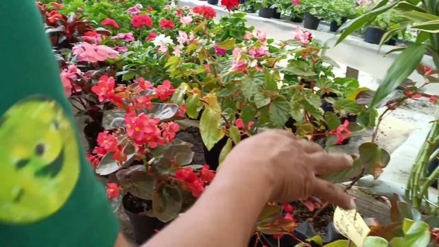 Visitando el vivero viví unas plantas super hermosas , Sevilla Valle del Cauca, Colombia. смотреть онлайн
