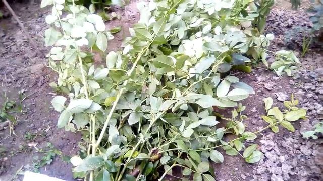 Выкопала свои розы из черенков (посадка весной 2020), как они выглядят сейчас в сентябре. смотреть онлайн