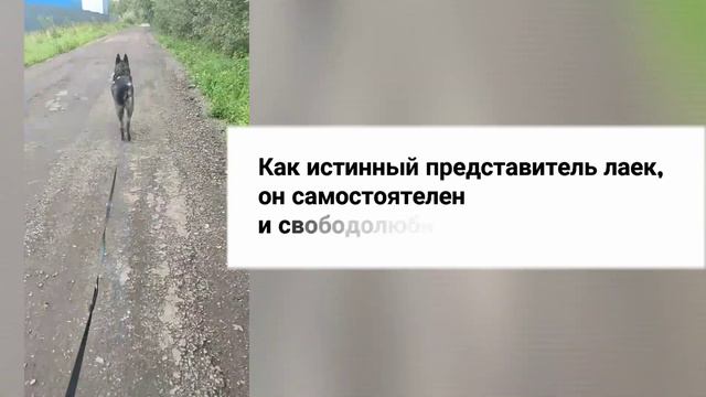 Малинуа в приюте смотреть онлайн
