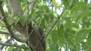 Зелёный дятел