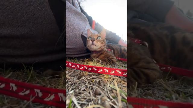 Бенгальская кошка на отдыхе смотреть онлайн
