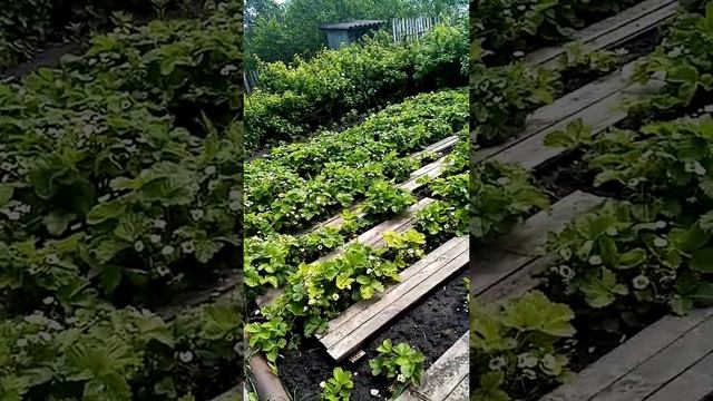 Плод клубники смотреть онлайн