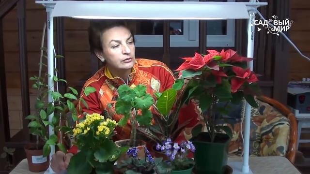 Чем досвечивать комнатные растения. Светильник 5 урожаев ОЖЗ смотреть онлайн
