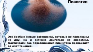 Презентация  Жизнь в океане