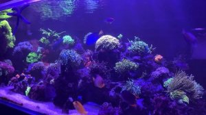 Мой морской аквариум 500 литров. Как подбирать рыбок.