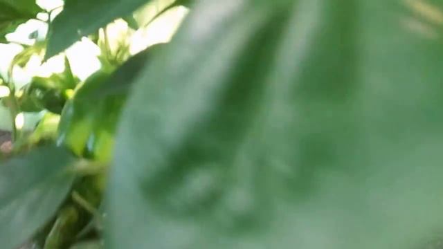 Выращивание и уход на приусадебном участке за сладкими перцами в теплице и открытом грунте. смотреть онлайн