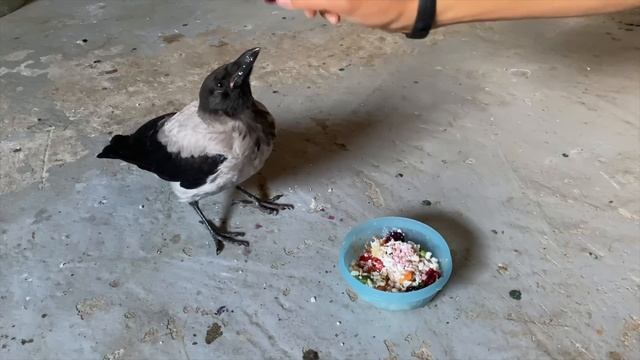 Завтрак у ворона Гоши и Кардинала. Птичьи нежности смотреть онлайн