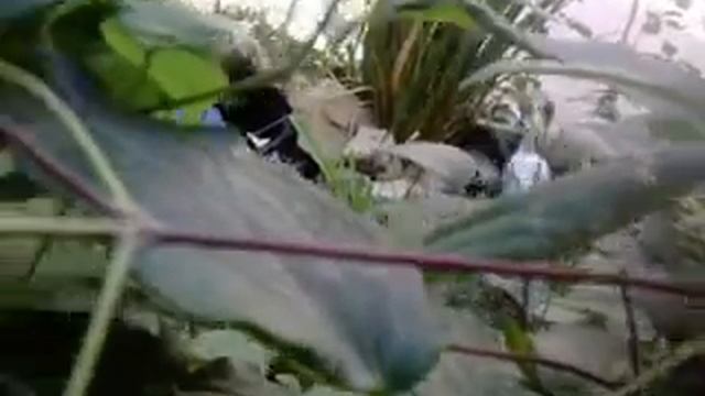 водоем в саду