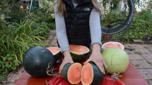 Сорта арбузов: описание и дегустация