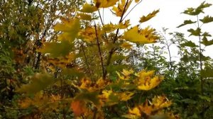 ВЕРНОСТЬ. АВТОРСКАЯ ПЕСНЯ ЮРИЯ СТАРЦЕВА.