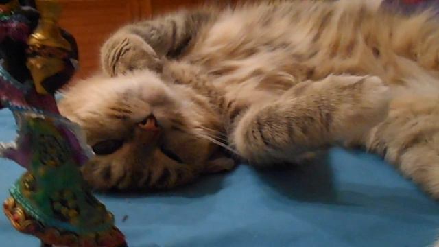 Экзотика и экзальтация:) Кошка Ромашка. смотреть онлайн