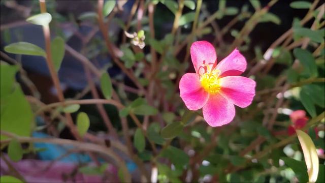 [HI-Fi] I Dreamt I Dwelt In Marble Halls .Violin смотреть онлайн