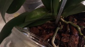 Как и Зачем Применять Янтарную Кислоту для Орхидей ?