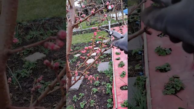 обрезка на урожай и формирование молодого персика смотреть онлайн