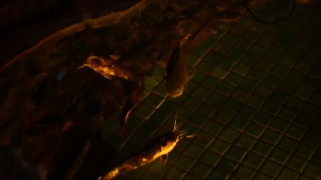 Вечеринка знакомств в ресторане "Малибу" смотреть онлайн