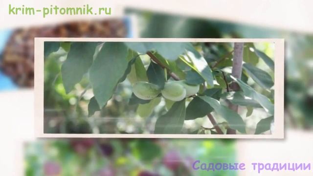 Советы по посадке саженцев алычи смотреть онлайн