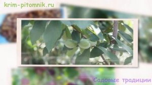 Советы по посадке саженцев алычи