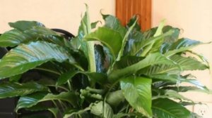 ЭПИН – биостимулятор для комнатных растений. Использовать или не стоит?