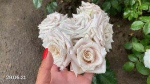 ЦВЕТЁТ РОЗА МЕНТА!!!🥰❤️🤩 2021, ИЮНЬ😎