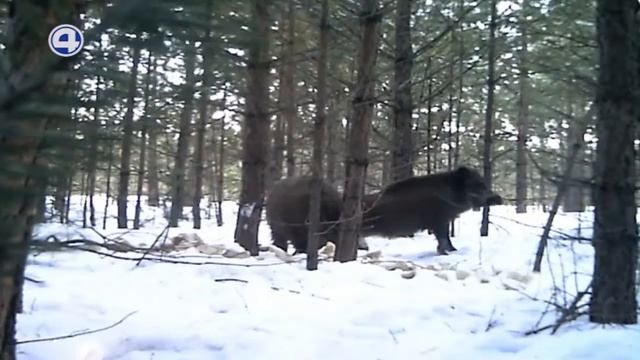 Подкормка диких животных смотреть онлайн