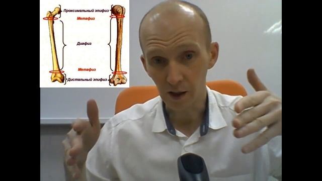 Рост костей в длину и толщину смотреть онлайн