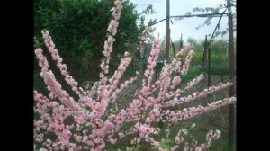 Миндаль трёхлопастной / Весна