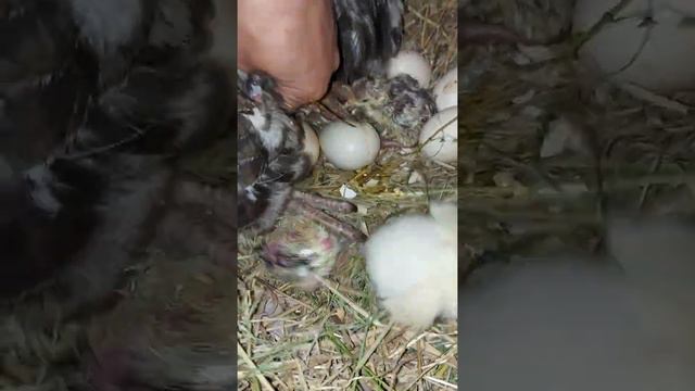 Индюшка 2 и её выводок.Жизнь в селе. смотреть онлайн