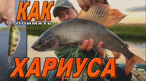 КАК ПОЙМАТЬ ХАРИУСА ВОБЛЕР ТРИУМФ-БОКОПЛАВ