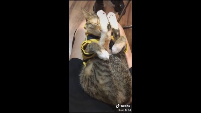 Funniest Cats Ever ? - Don't try to hold back Laughter ? - Funny Cats Life #04 смотреть онлайн