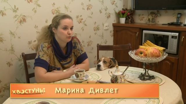 О породе Бигль смотреть онлайн