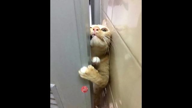 ВОСТОЧКА. так Дарья, или Мария? Х 3 смотреть онлайн