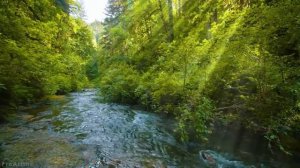 10 HOURS Morning Bird Songs and River Sounds for the Best Start of the Day - Morning River 4K UHD