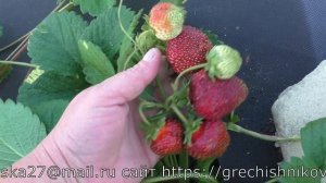 МАРЫШКА очень вкусный сорт клубники