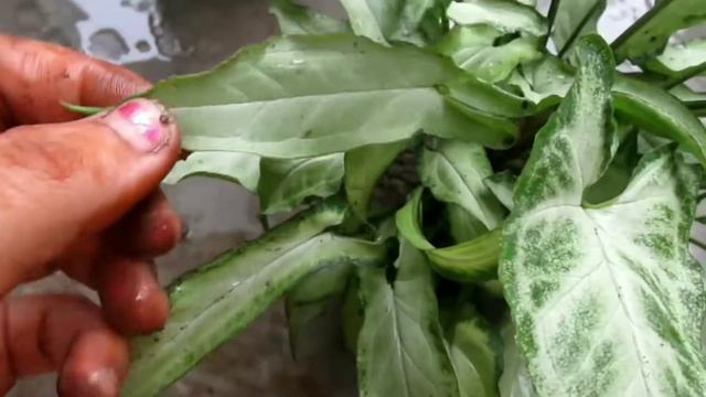 sygonium care ll sygonium plant care ll sygonium varieties ll Arrow head plant care in hindi ll смотреть онлайн