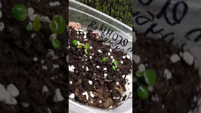 Ампельная Бегония из семян Часть 2 смотреть онлайн