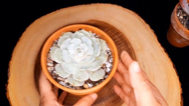 #34 WHEN TO WATER SUCCULENTS overwatered VS. underwatered and how to fix it смотреть онлайн