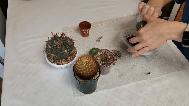 Пропадает #Gymnocalycium horstii, потеря корней у #Ferocactus recurvus, #Matucana weberbaueri смотреть онлайн