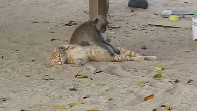 Кошка прибалдела смотреть онлайн