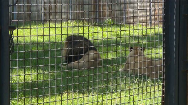 Zoo Boise lions Ahsoka and Revan now on exhibit together смотреть онлайн