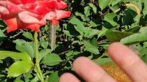 Соседство Роз и Лилий на клумбах. Период цветения