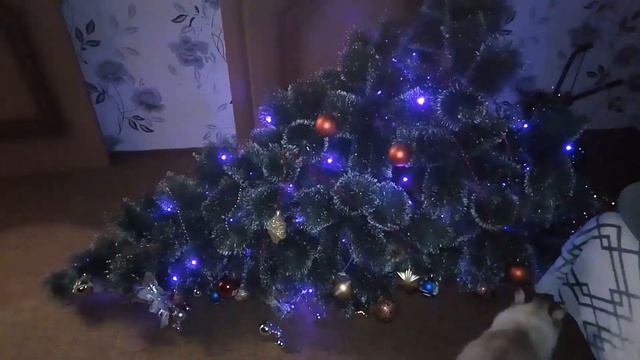 Кошачий беспредел.