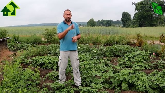 ЛЕТНИЙ УХОД ЗА КАРТОФЕЛЕМ. Важные работы на картофельном поле для большого и вкусного урожая. смотреть онлайн
