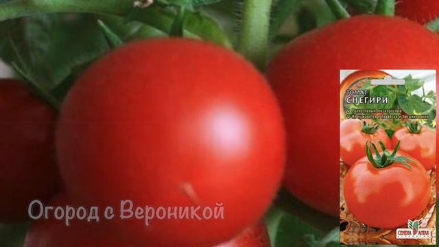 СУПЕРСКОРОСПЕЛЫЙ сорт растет ОГРОМНЫМИ ГРОЗДЬЯМИ, не боится низких температур смотреть онлайн