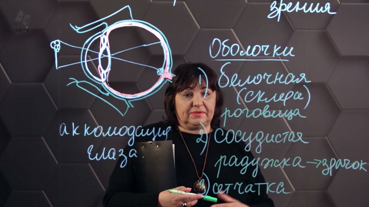 Строение и гигиена органов зрения. 8 класс. смотреть онлайн