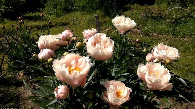 Пионы год 18 й Nelda's Joy смотреть онлайн