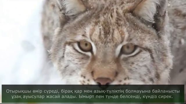 Туркестанская рысь смотреть онлайн