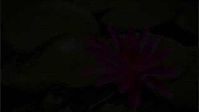 Chinese.Cari - Flower